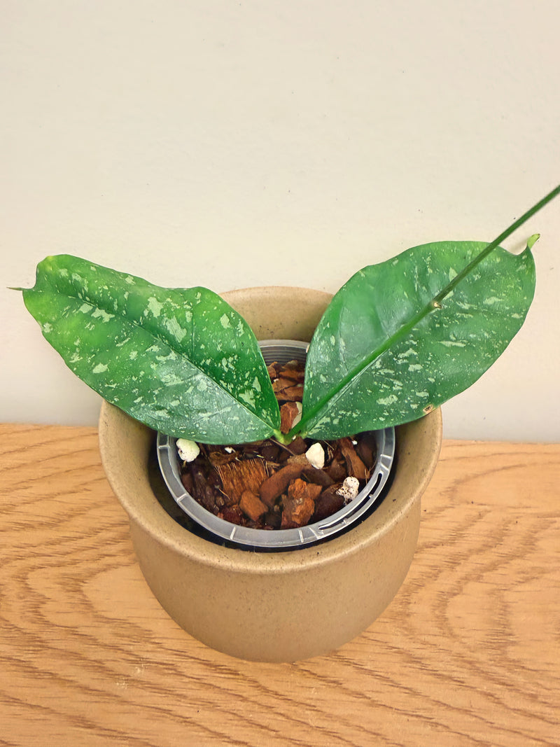 Hoya Campanulata Splash