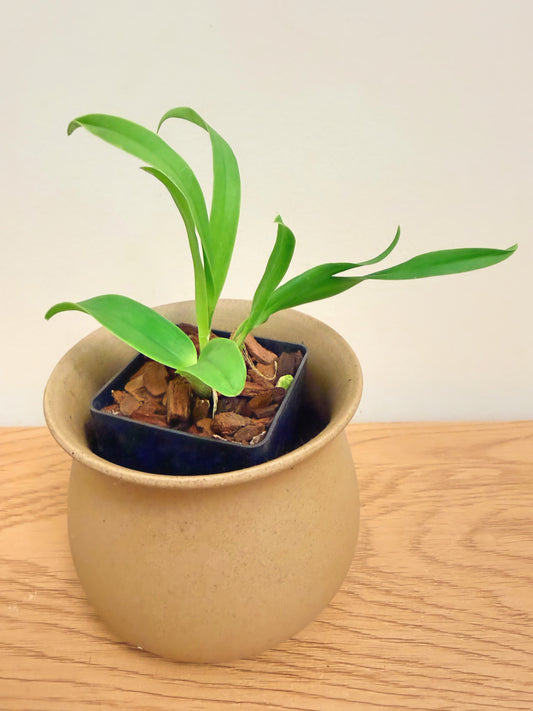 Ctyh. (Eplc) Mae Bly ‘Ching Hua Splash’ AM/AOS