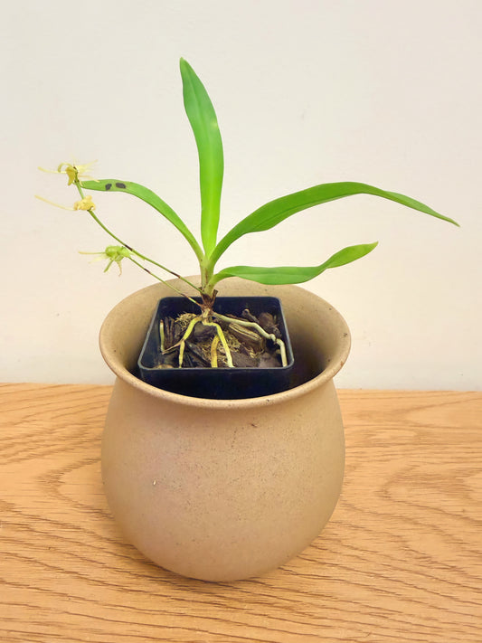 Angraecum Calceolus