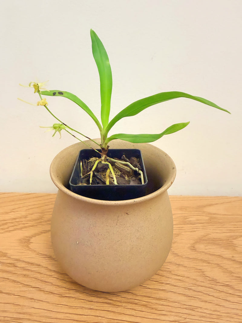 Angraecum Calceolus