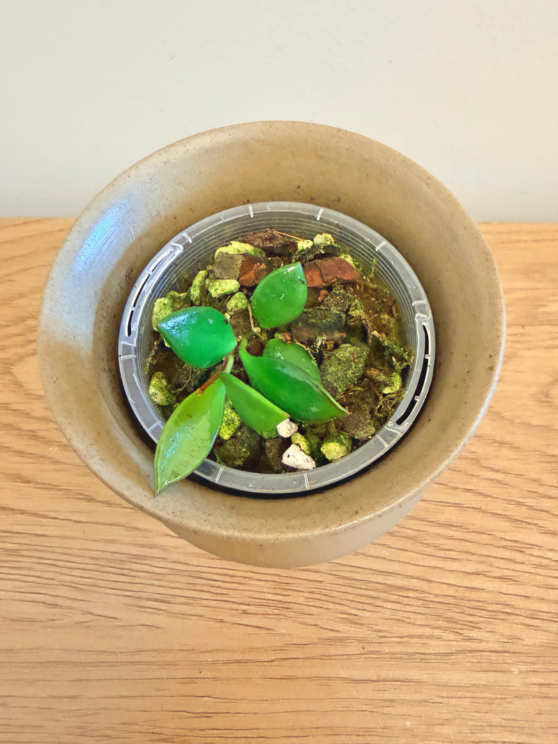 Hoya Picta