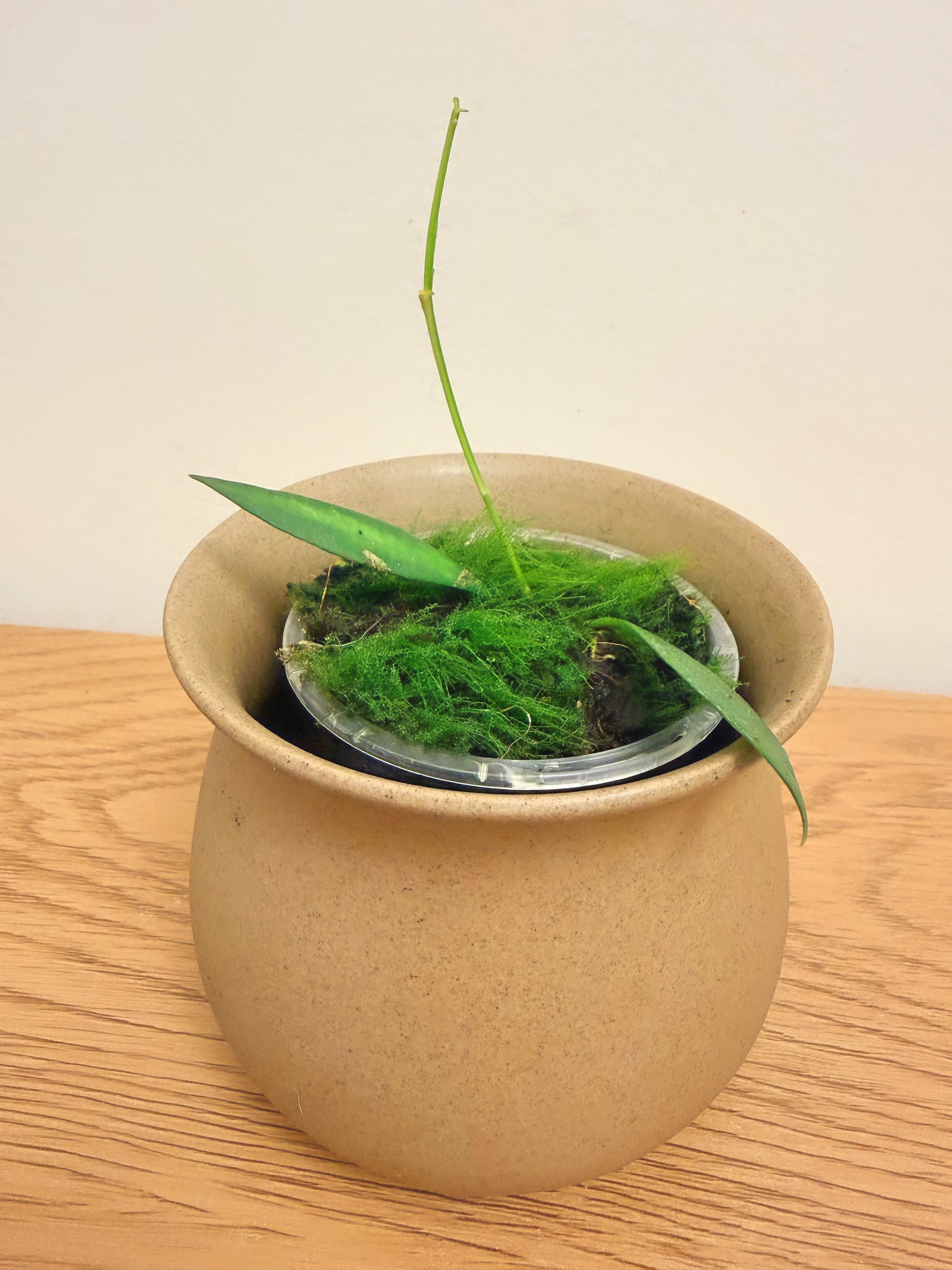 Hoya Tsangii Inner Variegated