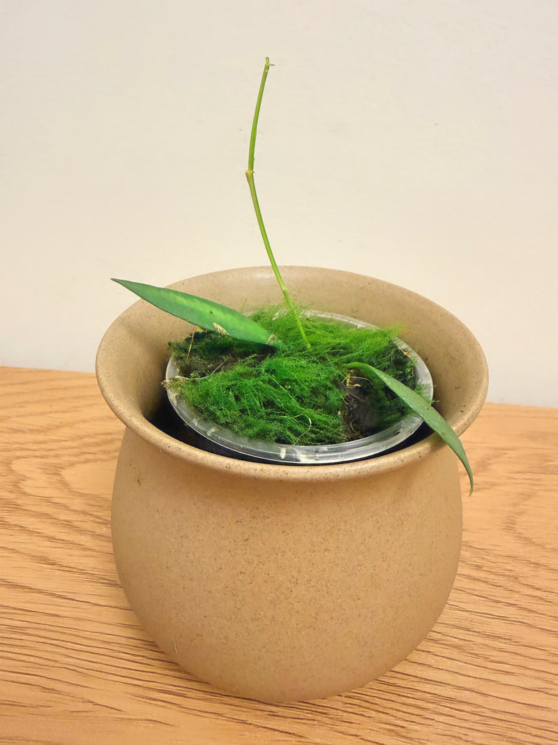 Hoya Tsangii Inner Variegated