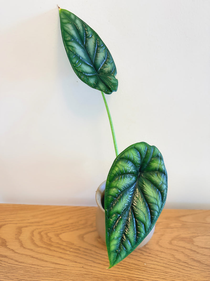 Alocasia Dragon Scale