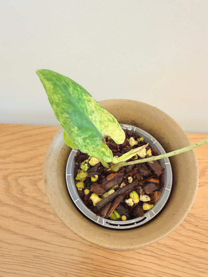 Alocasia Lauterbachiana Variegated
