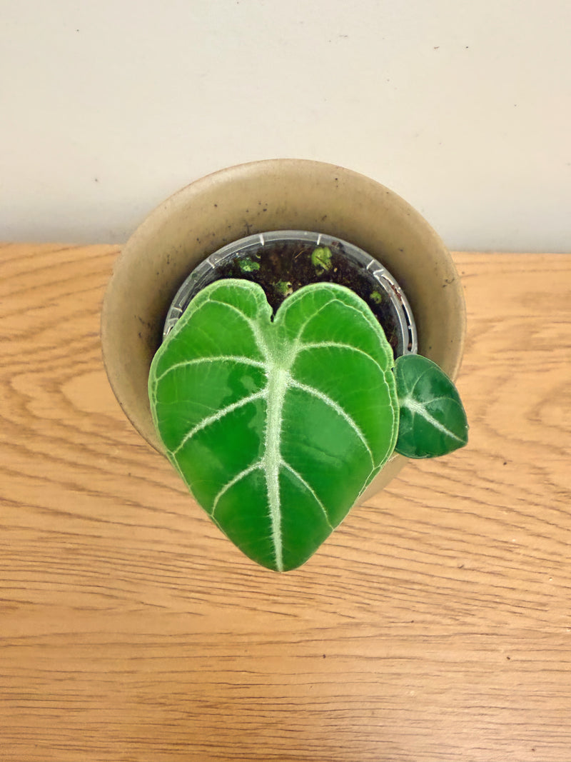 Alocasia Watsoniana