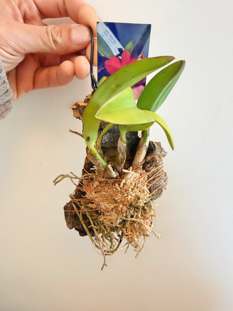 Cattleya Wild Fire