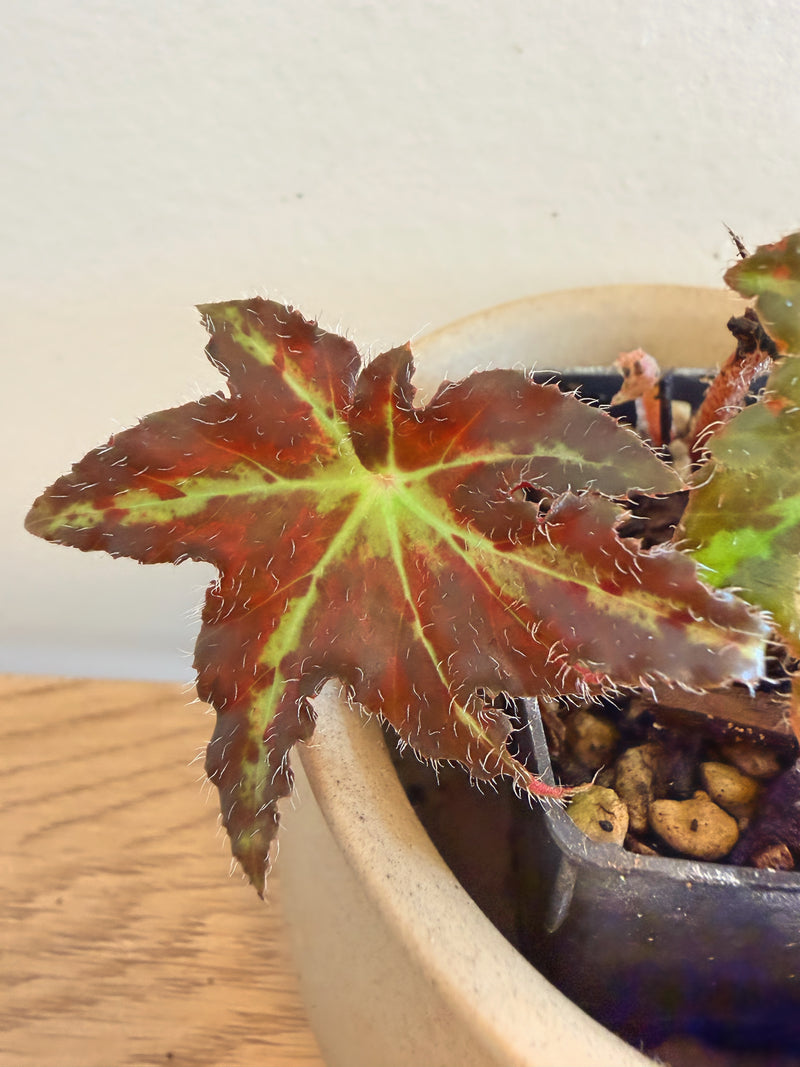 Begonia Heracleifolia var. Nigricans