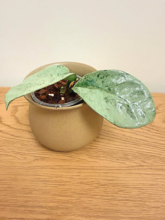 Hoya Grey Ghost