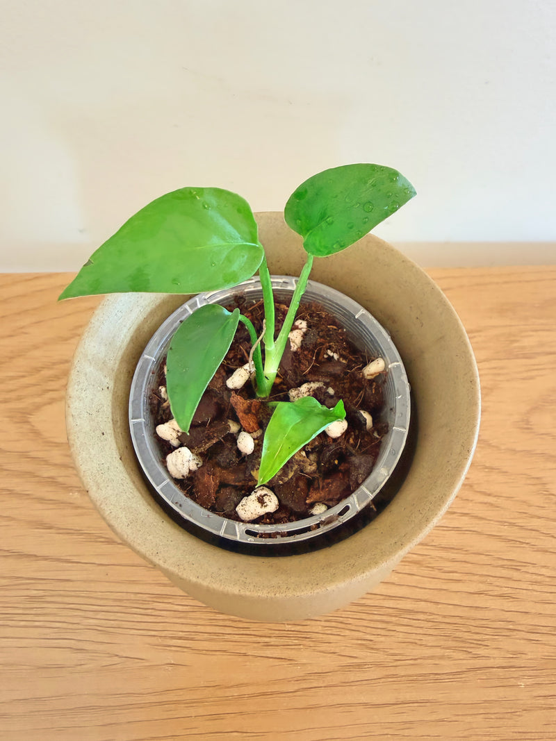 Monstera Obliqua ‘Napo’
