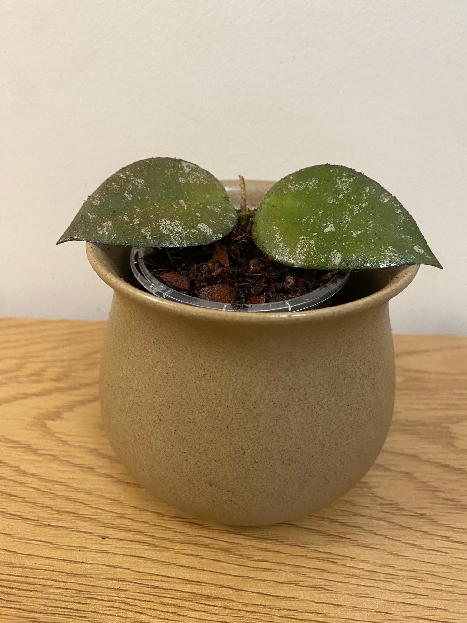 Hoya Caudata Sumatra