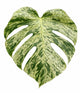Monstera Bulbasaur