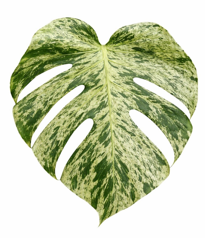 Monstera Bulbasaur