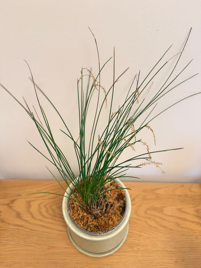 Dendrochilum ‘Caribou Whiskers’
