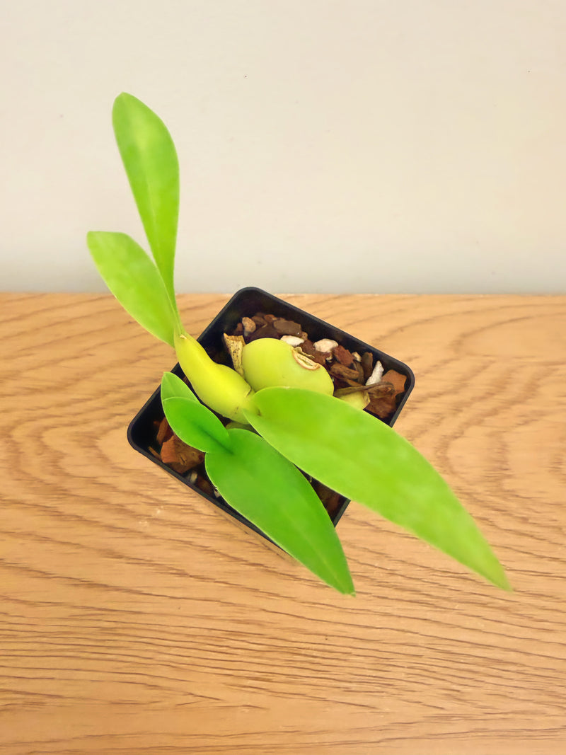 Oncidium Yuan Nan Fragrant #2
