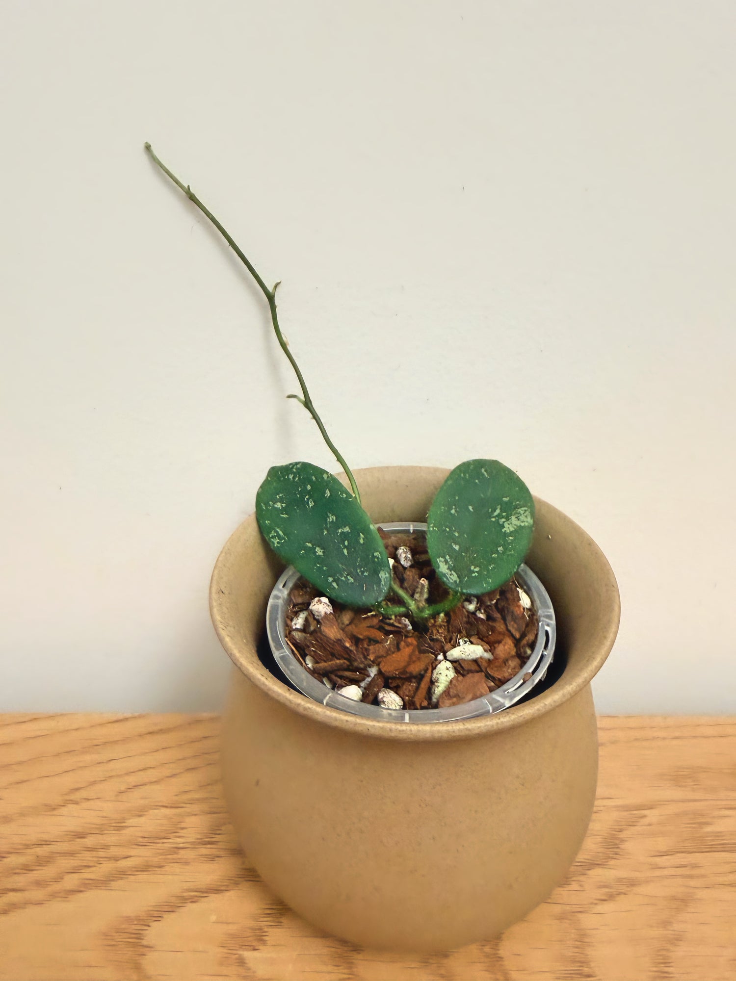 Hoya Thomsonii