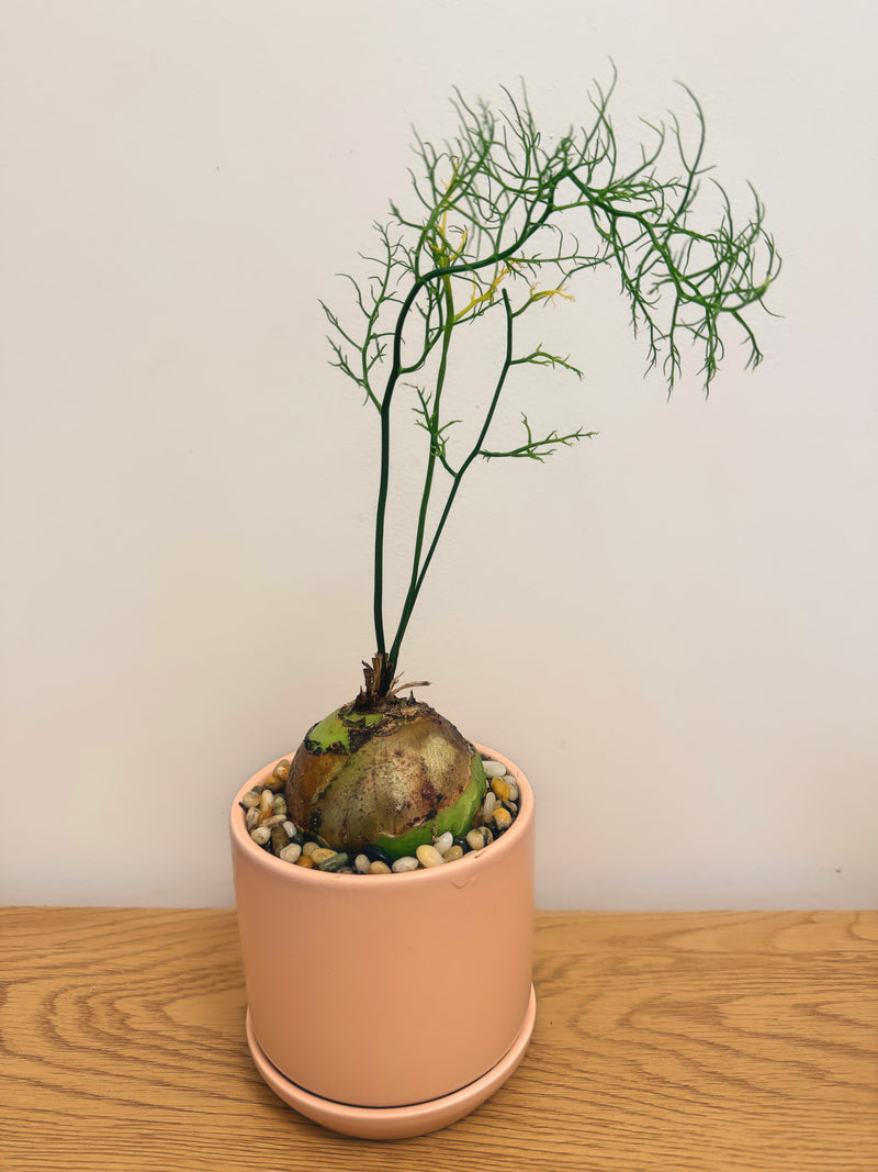 Trichodiadema Densum