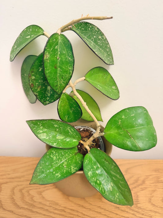 Hoya Patcharawalai