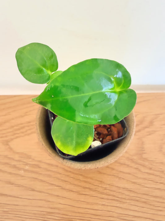 Anthurium Dressleri x Red Crystallinum