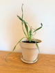 Albuca Concordiana