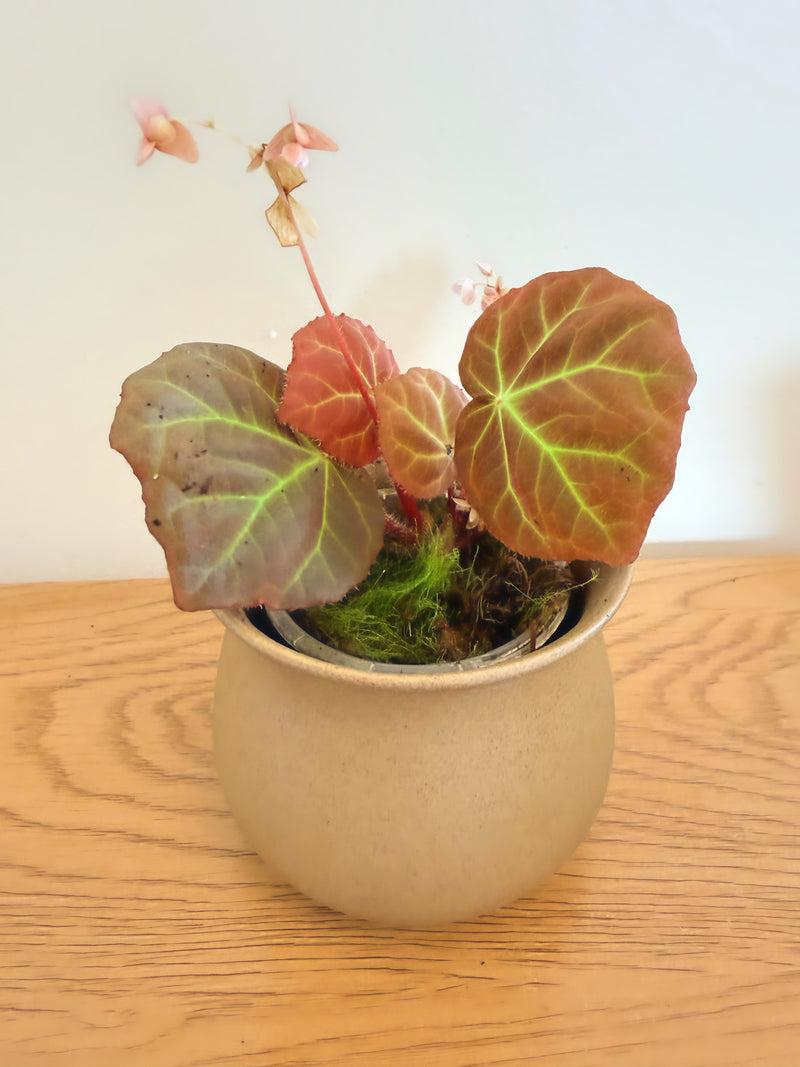 Begonia sp. Aceh