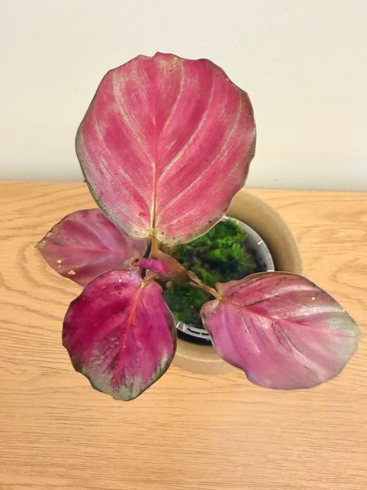 Calathea Silver Plate