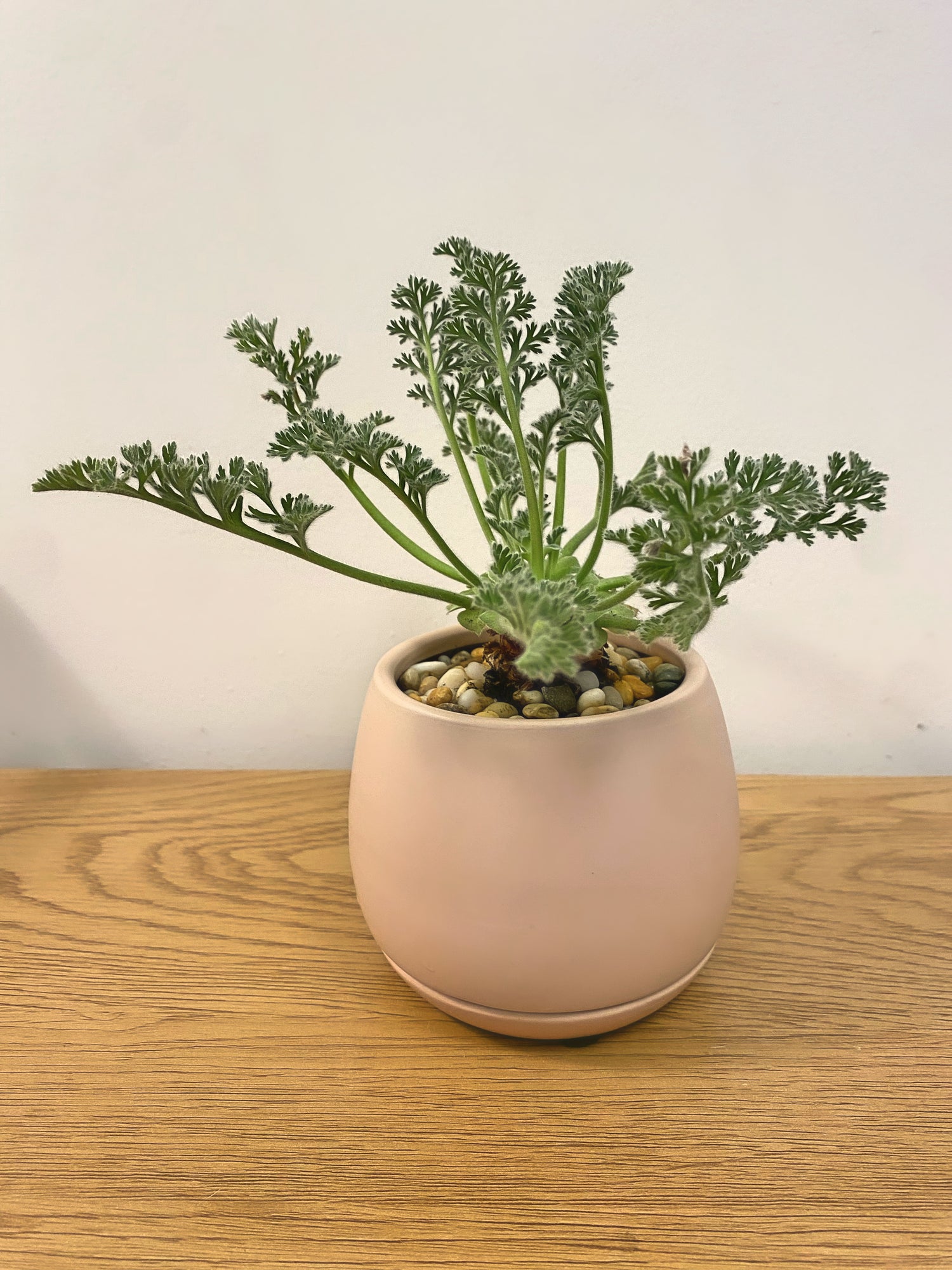 Pelargonium Appendiculatum