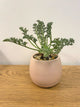 Pelargonium Appendiculatum