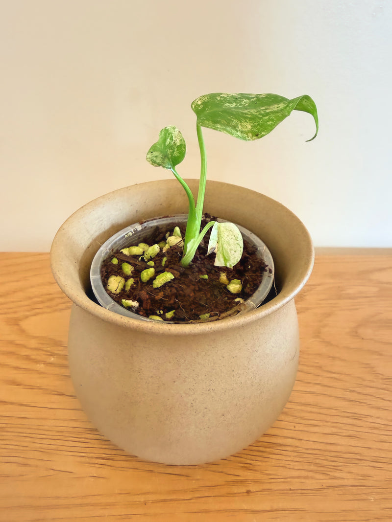 Monstera Deliciosa ‘Sphinx Mint’