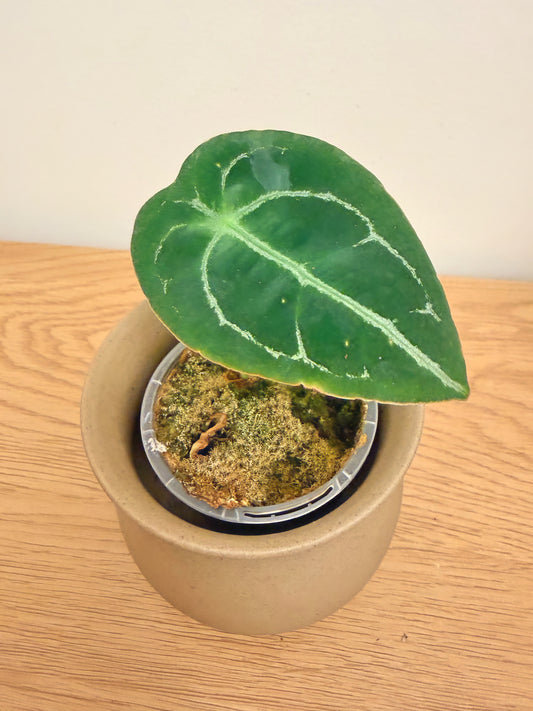 Anthurium Forgetii (B)