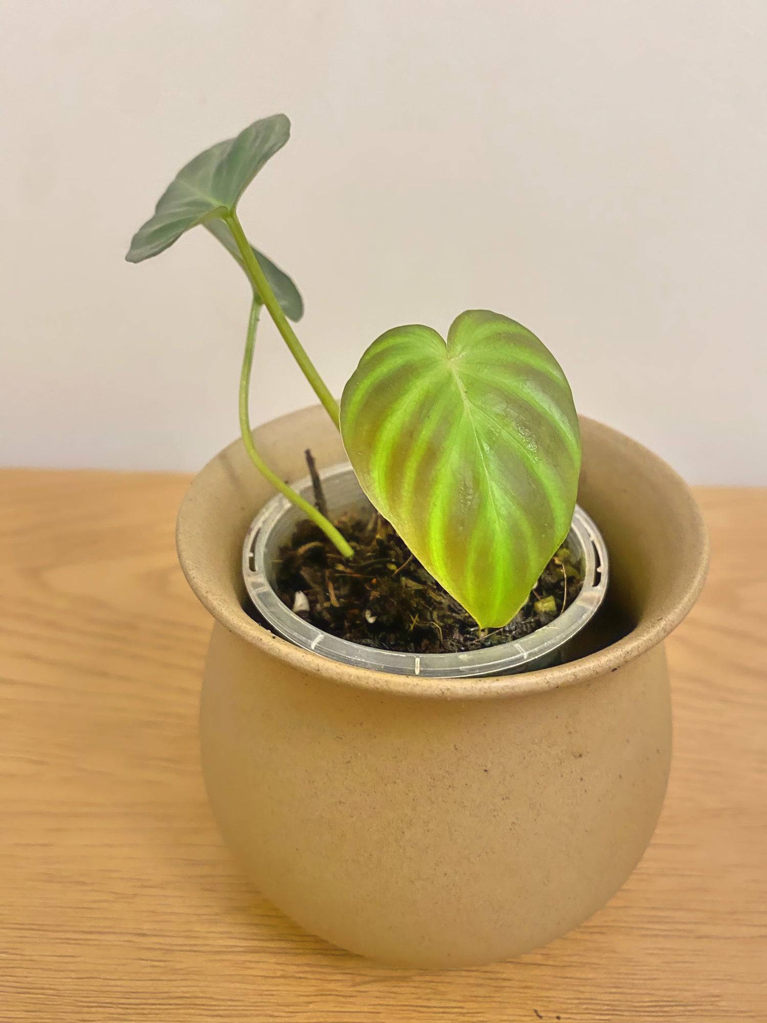 Philodendron Verrucosum