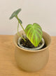 Philodendron Verrucosum