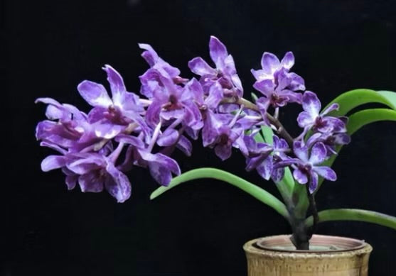 Vandachostylis TSS Taiwan Gandharva ‘12-2’ (Vanda Lou Sneary x Rhy.Gigantea)