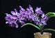 Vandachostylis TSS Taiwan Gandharva ‘12-2’ (Vanda Lou Sneary x Rhy.Gigantea)
