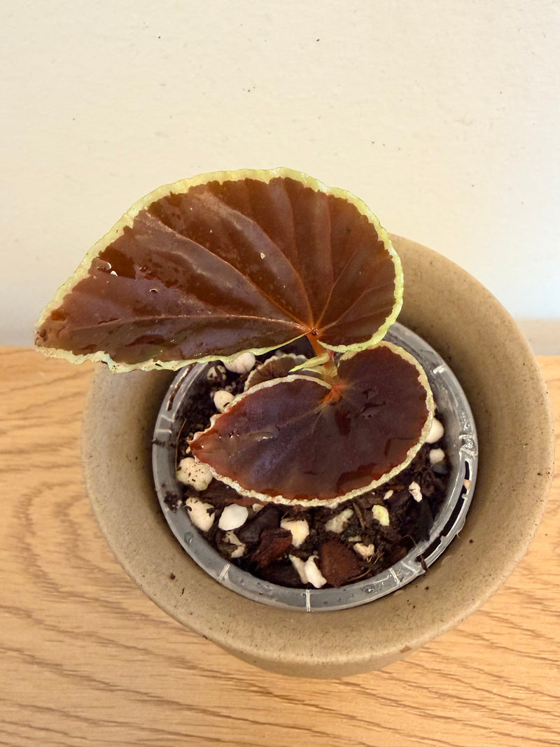 Begonia Darthvaderiana (Pure)