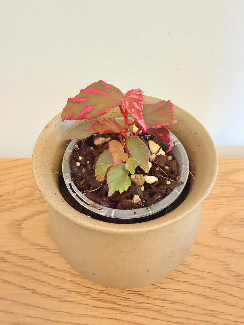 Begonia sp. Julau