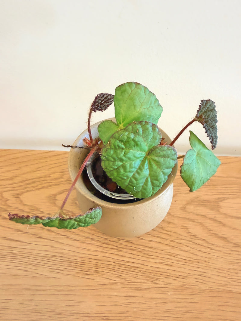 Begonia