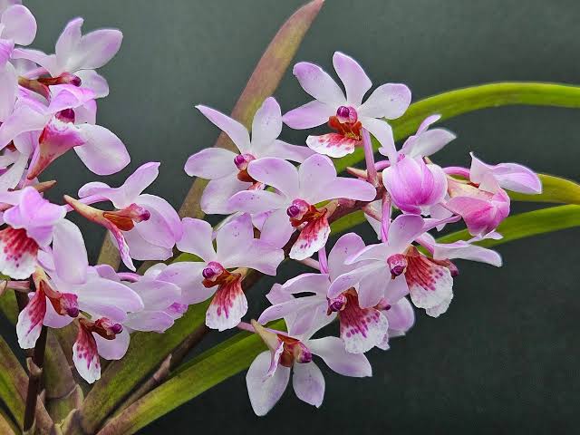 Holcostylis Yawi Girl ‘White Ball’