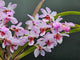 Holcostylis Yawi Girl ‘White Ball’