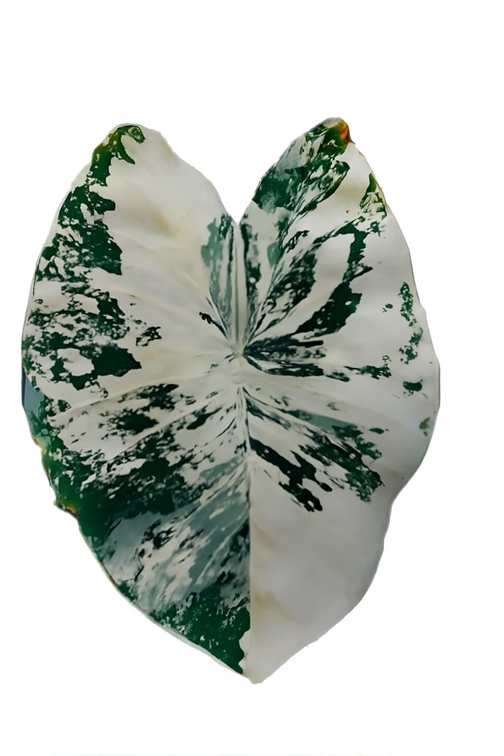Colocasia White Tiger