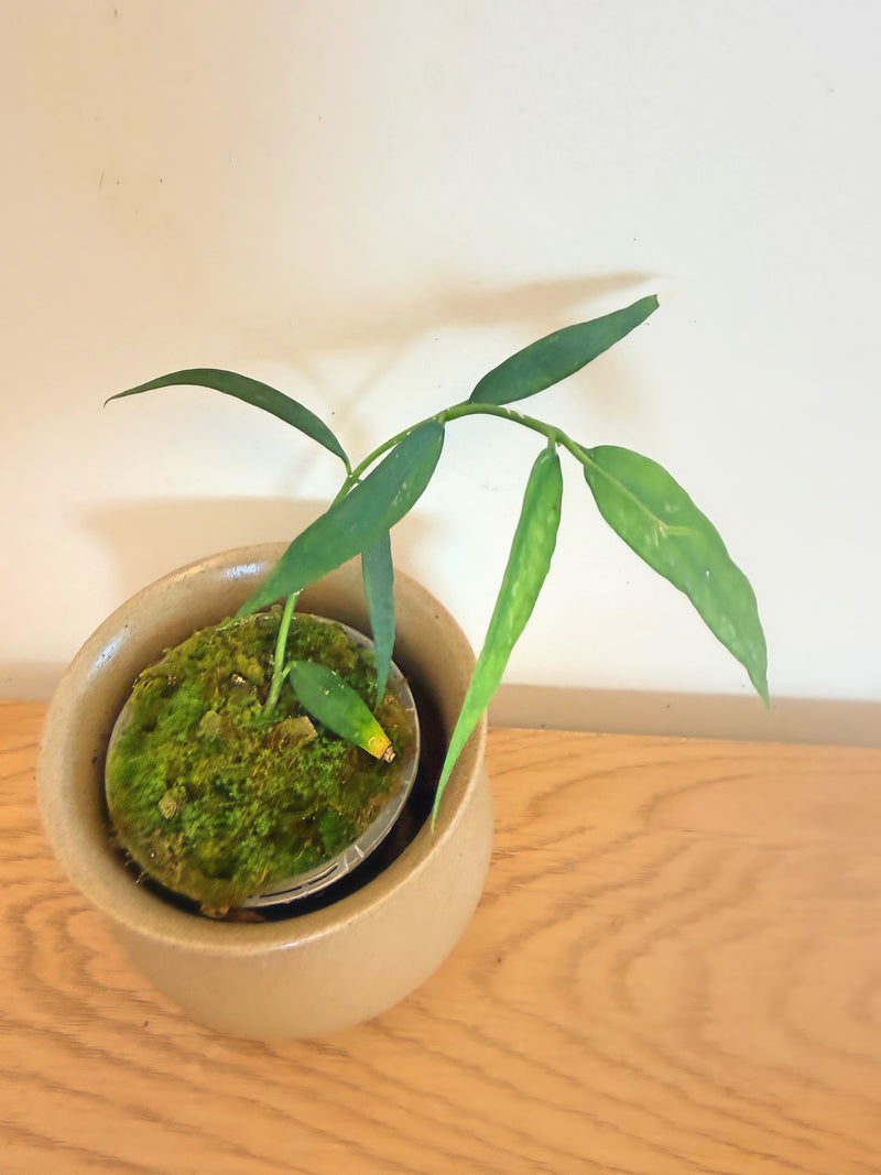 Hoya Burmanica