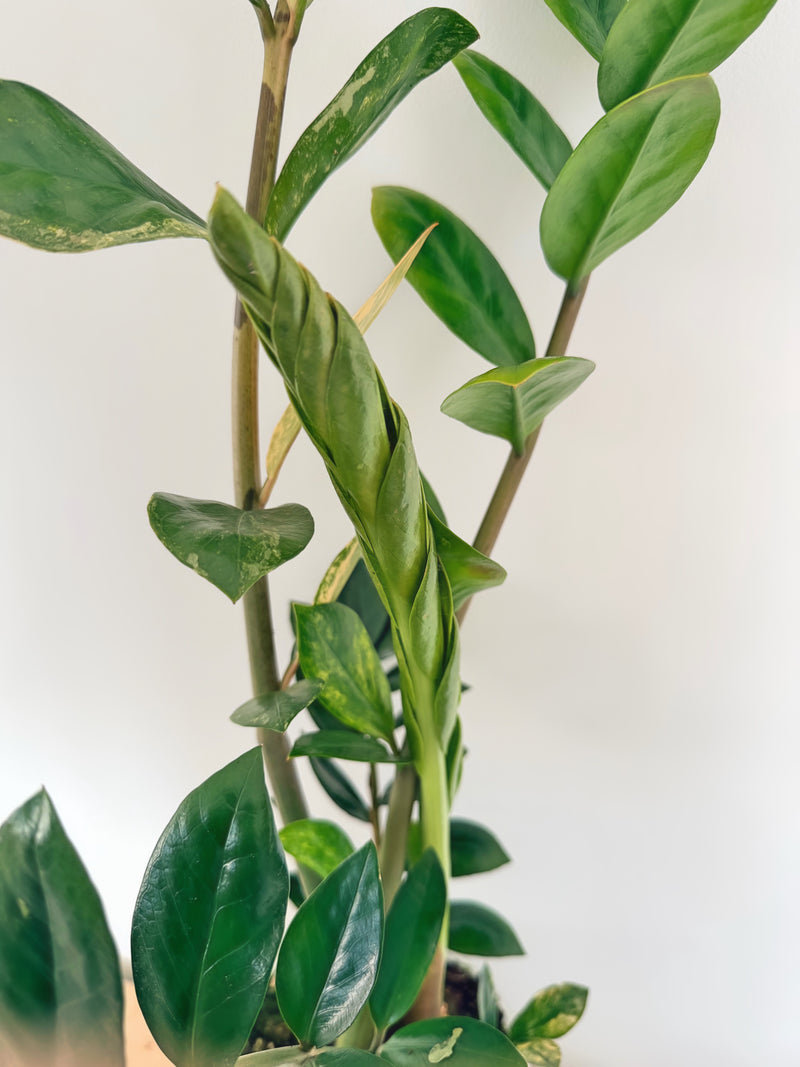 Variegated ZZ Plant (A)