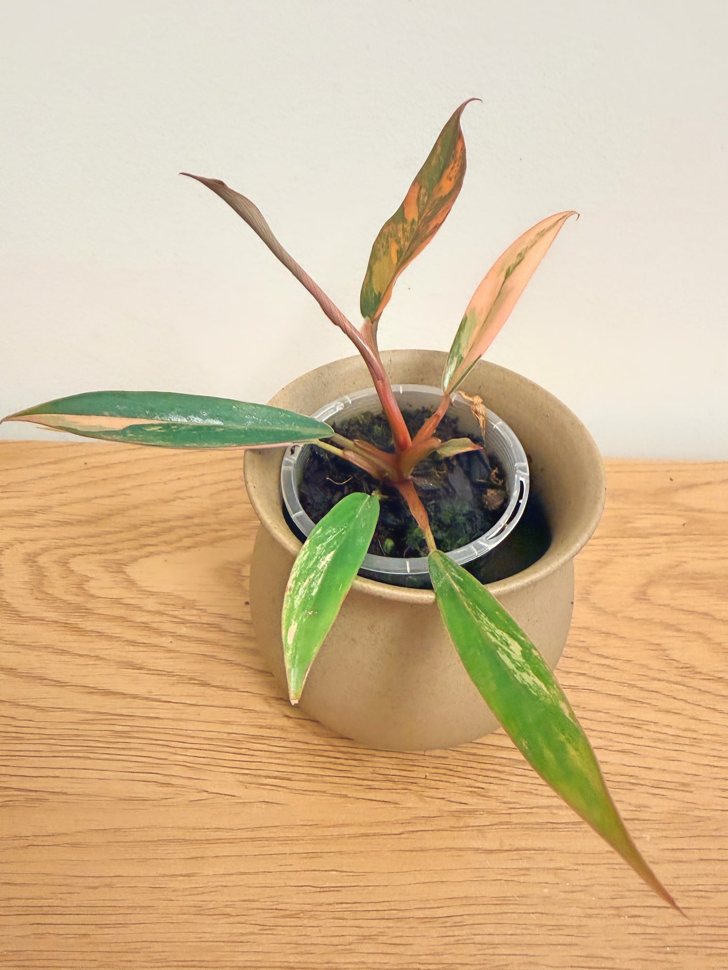 Philodendron Caramel Marble Variegated
