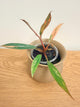 Philodendron Caramel Marble Variegated