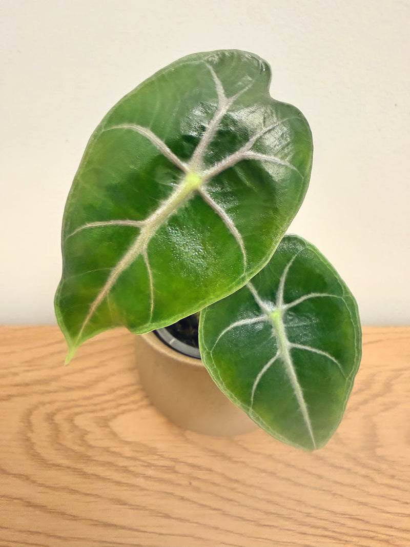 Alocasia Black Satun Pink Bone