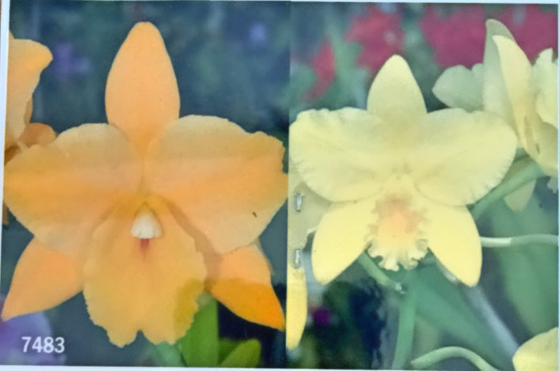Blc. Ocean Drive ‘SVO’ x Blc. Love Sound ‘Dogashima’ AM/AOS