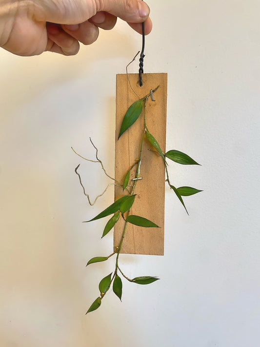 Dendrobium Pugioniforme