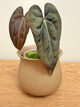 Anthurium KOS x Papillilaminum Dark