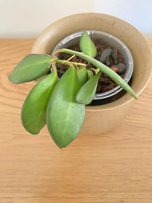 Hoya Burtoniae