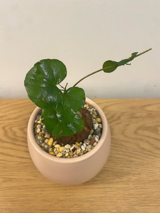Dioscorea Elephantipes